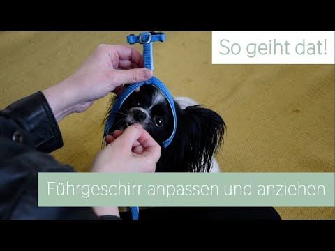 So ziehst du deinem Hund ein Führgeschirr an | So geiht dat! | Miau Wuff Moin