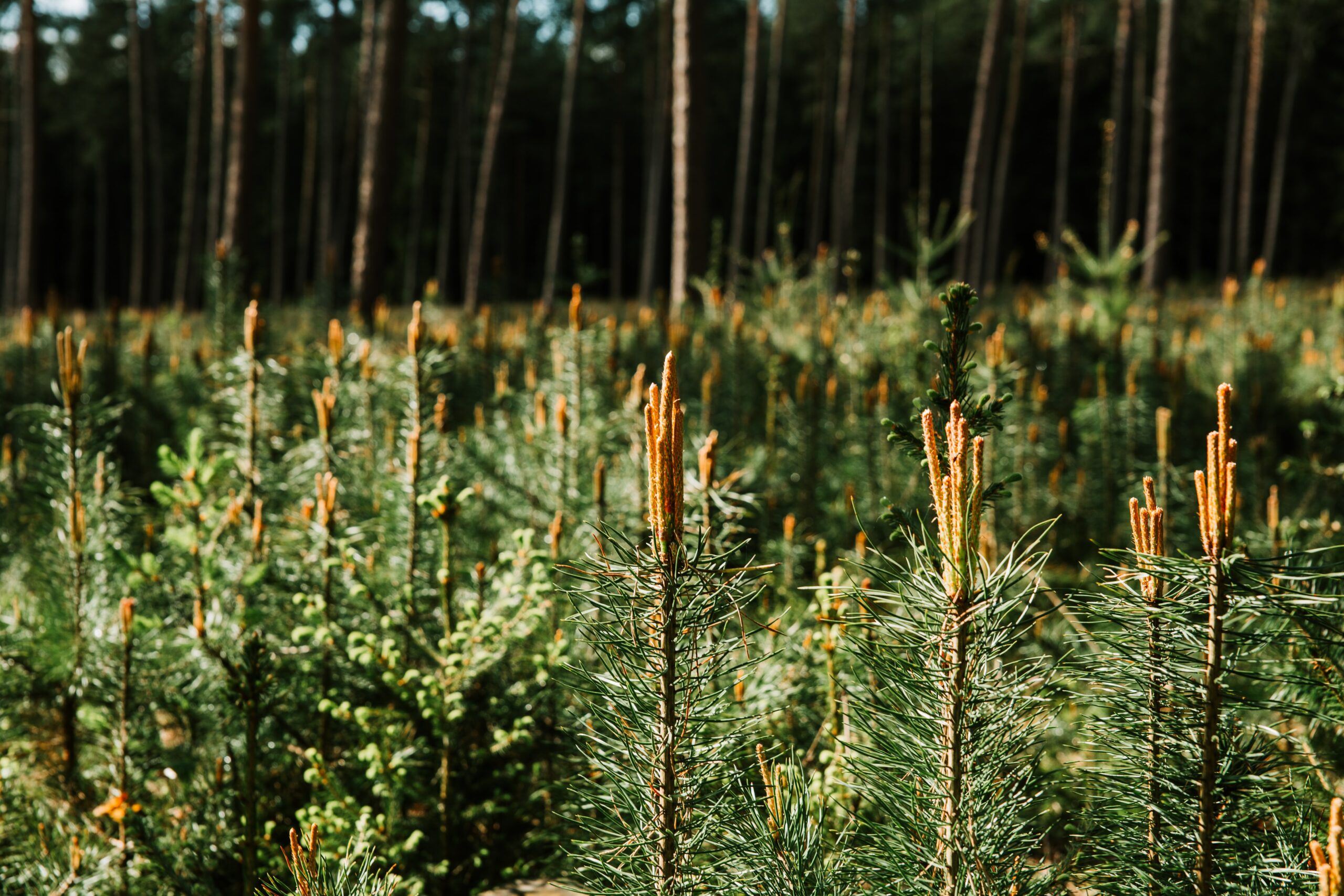 Naturpark Dübener Heide Naturpark Dübener Heide