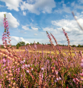 Beitragsbild Camping Lueneburger Heide