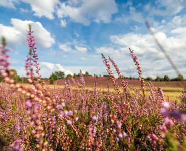 Beitragsbild Camping Lueneburger Heide