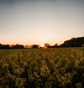 Beitragsbild Camping Niederrhein