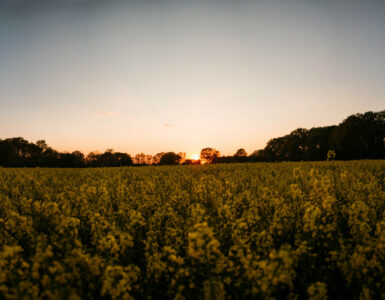 Beitragsbild Camping Niederrhein