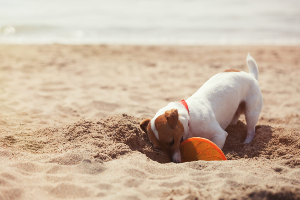 camping-mit-hund-aktivitaeten