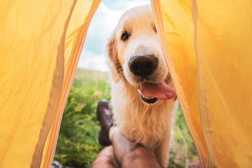 camping-mit-hund-beliebt