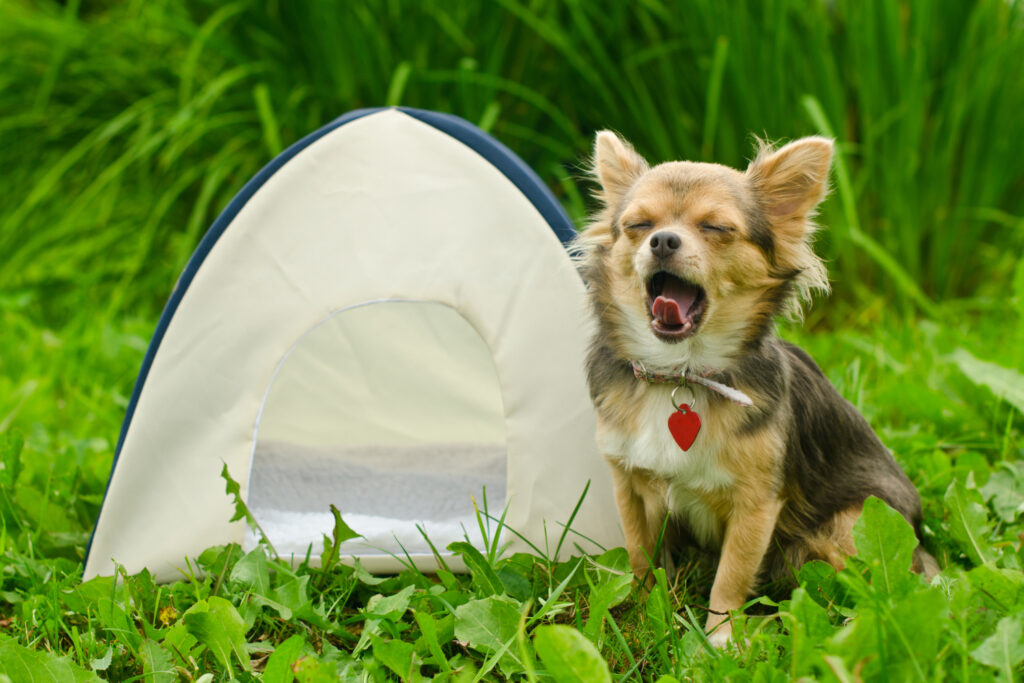 camping-mit-hund-faq