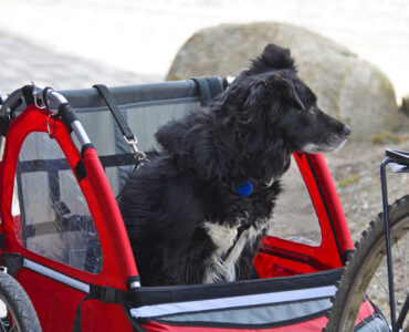 hundefahrradanhaenger-header