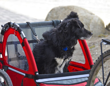 hundefahrradanhaenger-header