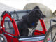 hundefahrradanhaenger-header