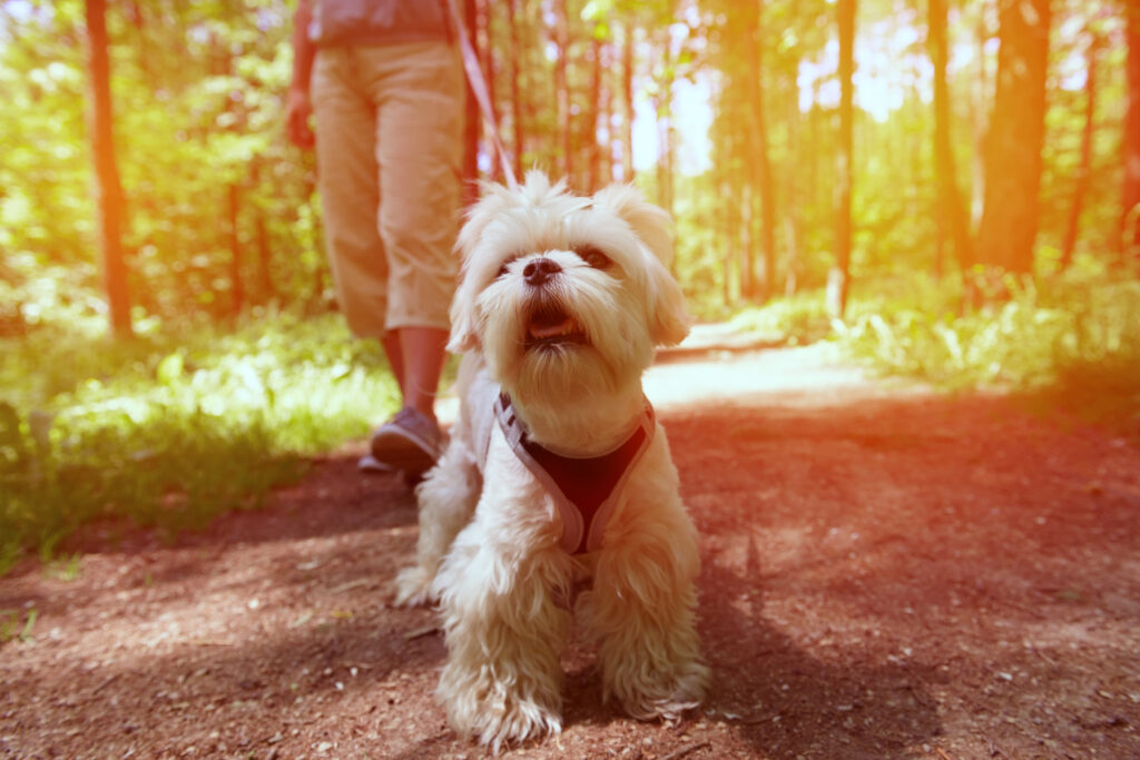 hundegeschirr-wandern-faq