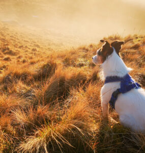 hundegeschirr-wandern-header