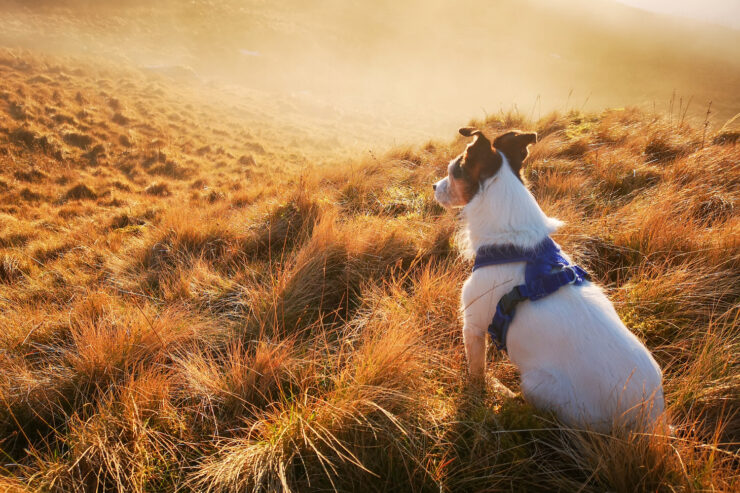 hundegeschirr-wandern-header