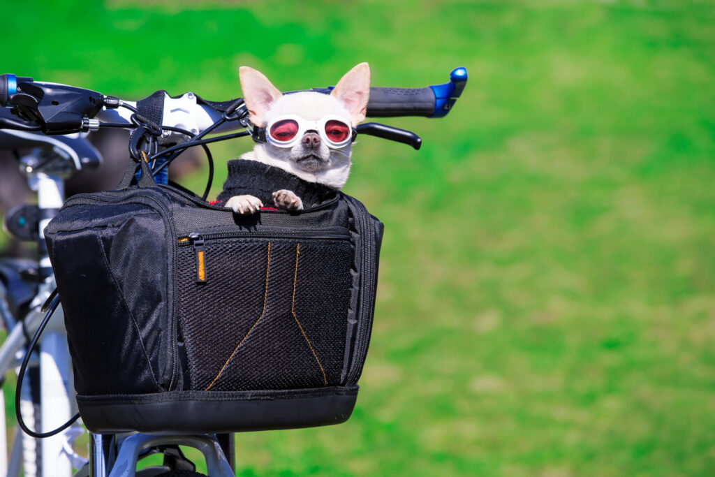 hundekorb-fahrrad-faq