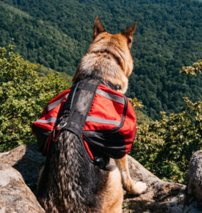 hunderucksack-wandern-header