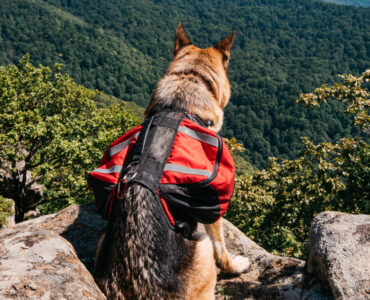 hunderucksack-wandern-header