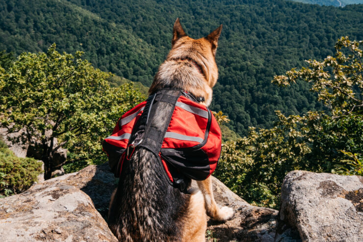 hunderucksack-wandern-header