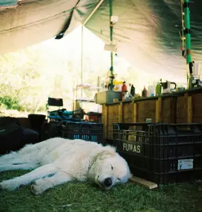 hundezaun-fuer-camping-teaser