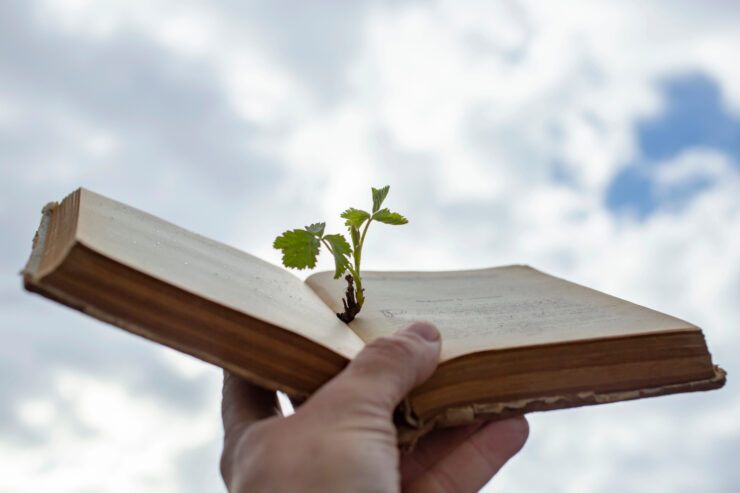 pflanzenbestimmungsbuch-header