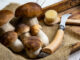 pilzmesser-header