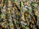 tarnnetz-header
