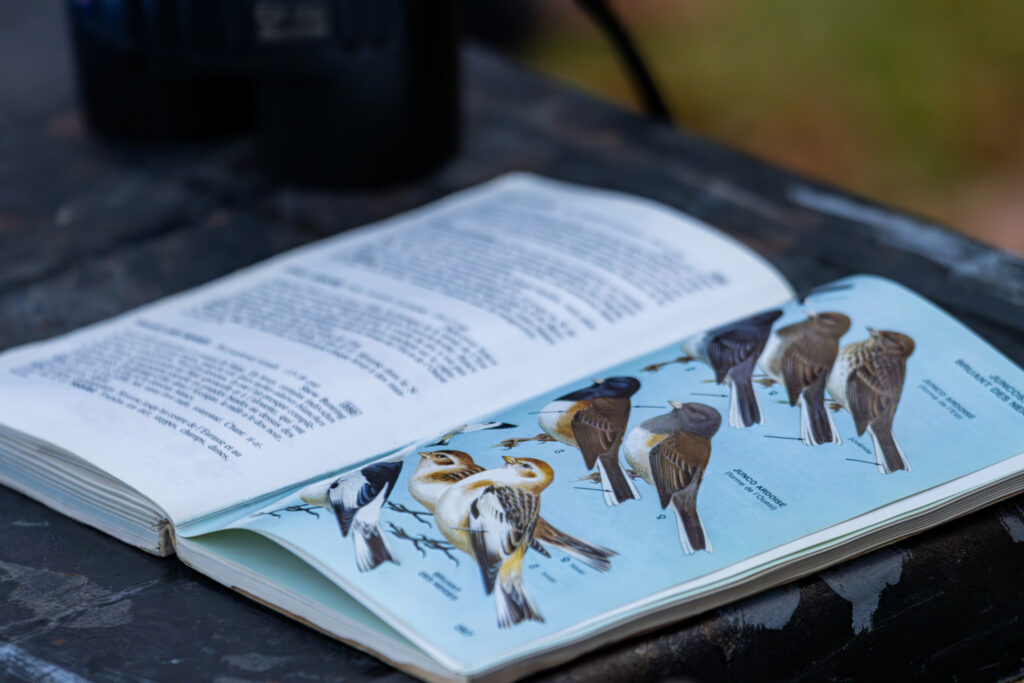 vogelbestimmungsbuch-faq