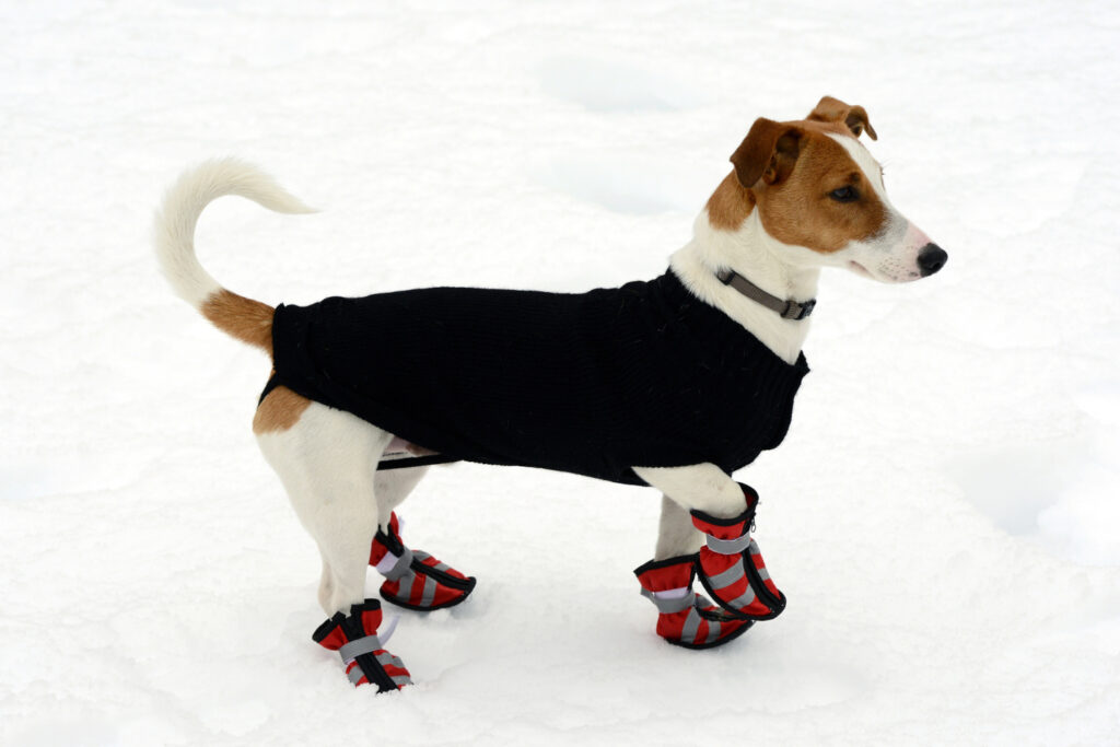 winterschuhe-hund-faq