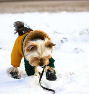 winterschuhe-hund-header