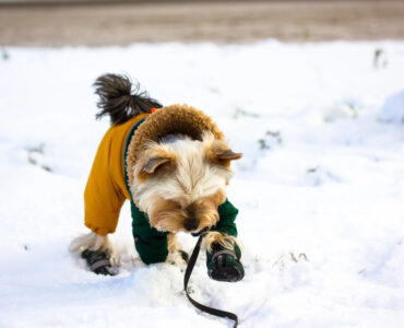 winterschuhe-hund-header