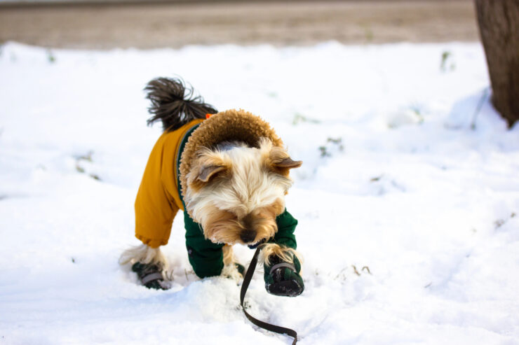 winterschuhe-hund-header