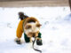 winterschuhe-hund-header