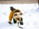 winterschuhe-hund-header